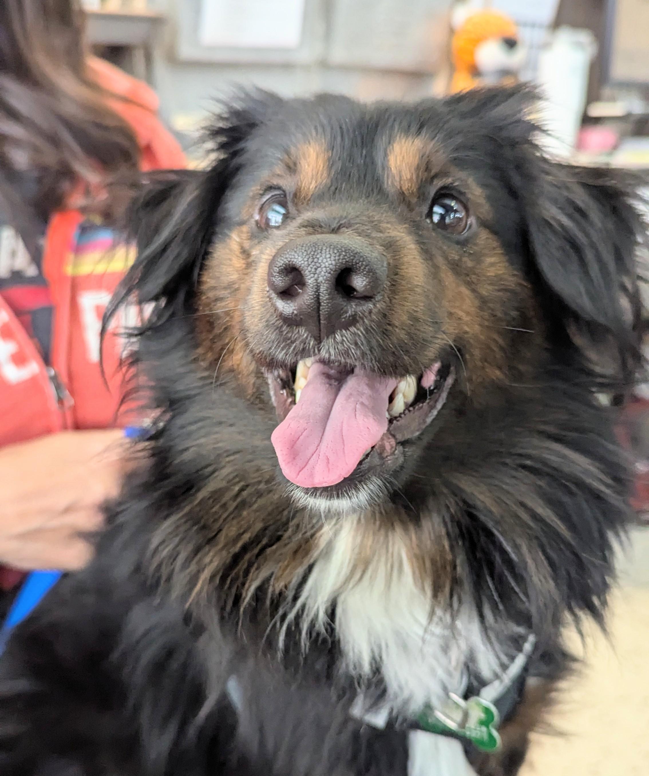 Bilbo Waggins, Adult Male Dachshund (Long Haired)