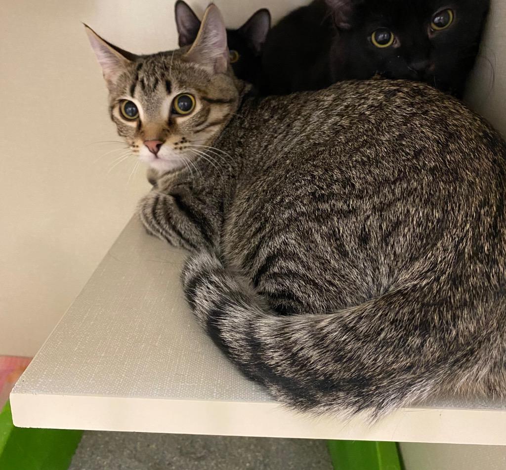 Wexford, Adoptable, Kitten Male Domestic Short Hair.