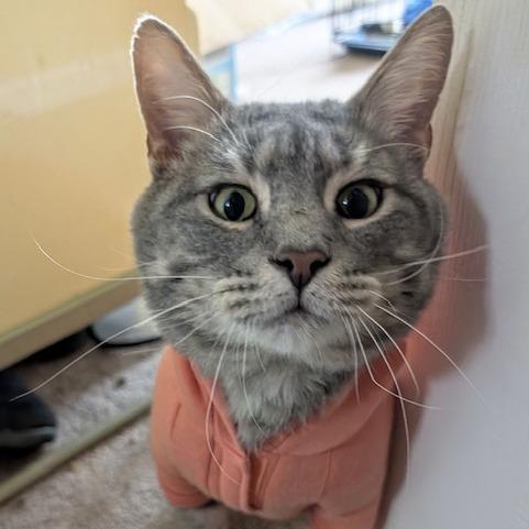 Toby, Adoptable, Adult Male Domestic Short Hair.