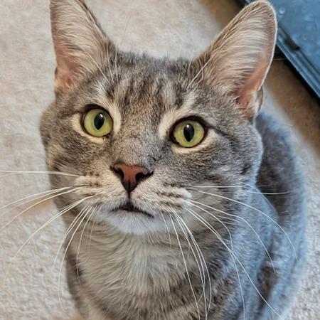 Enlarge Toby, a Adoptable Domestic Short Hair in Woodstock, GA image 2/4