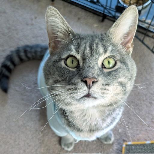 Enlarge Toby, a Adoptable Domestic Short Hair in Woodstock, GA image 3/4