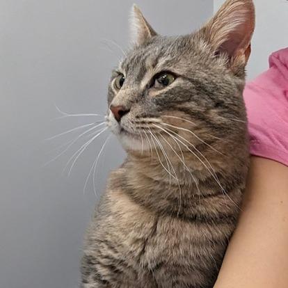 Enlarge Toby, a Adoptable Domestic Short Hair in Woodstock, GA image 4/4