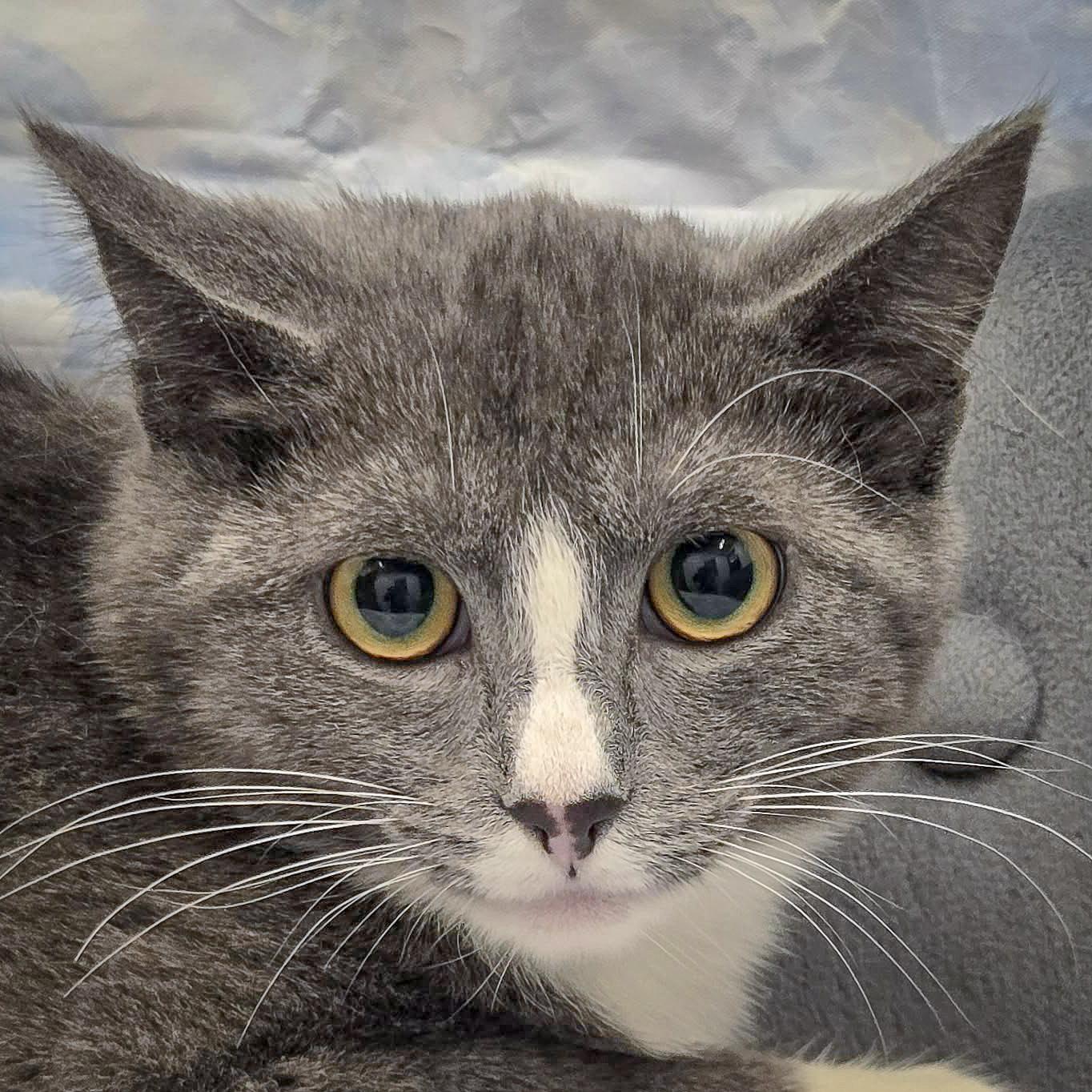 Pixel, Adoptable, Kitten Female Tuxedo & Domestic Short Hair.