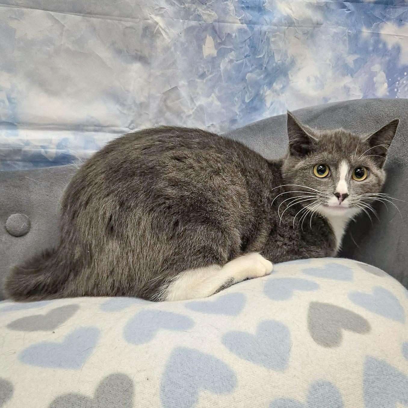 Enlarge Pixel, a Adoptable mixed breed in Huntley, IL image 2/3