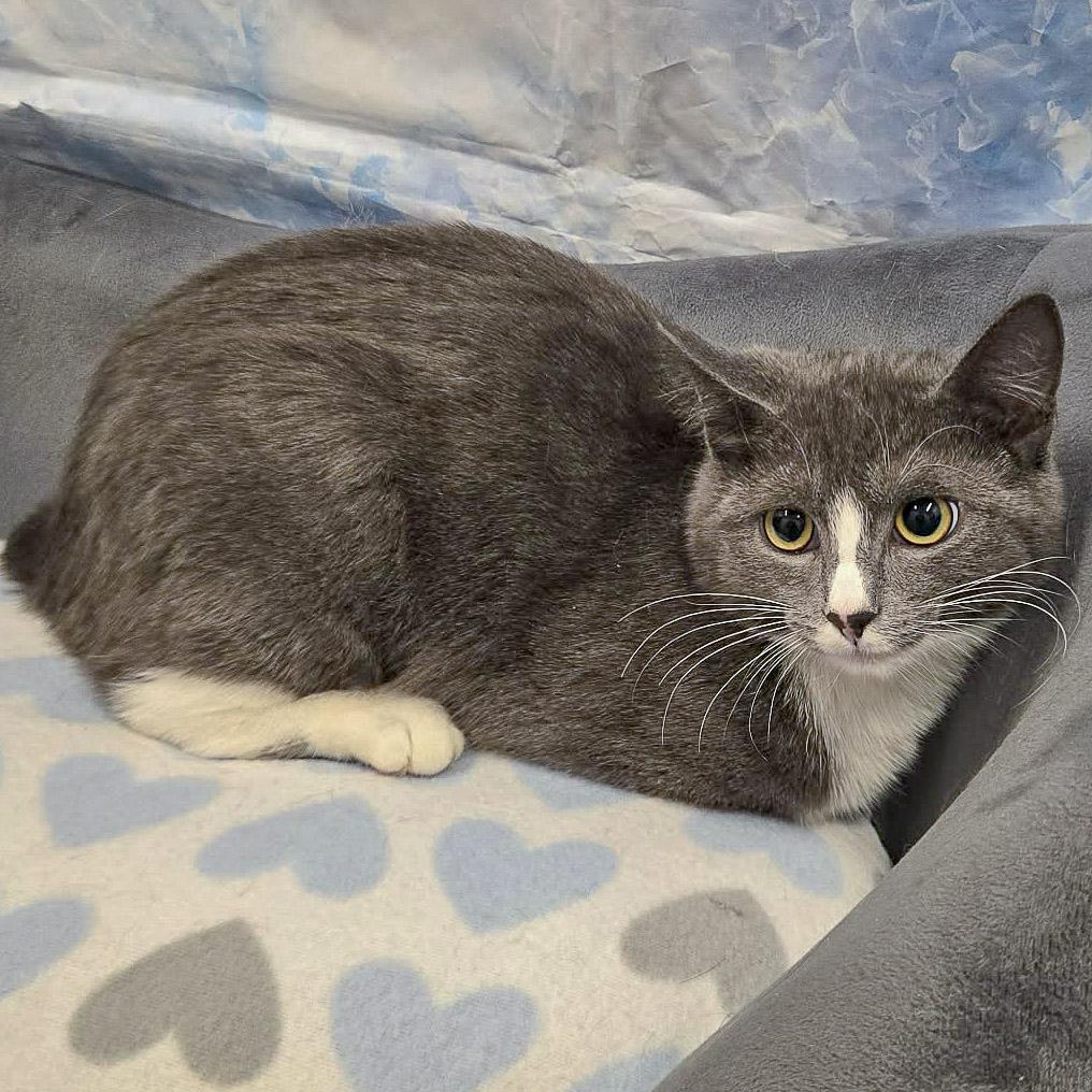 Enlarge Pixel, a Adoptable mixed breed in Huntley, IL image 3/3