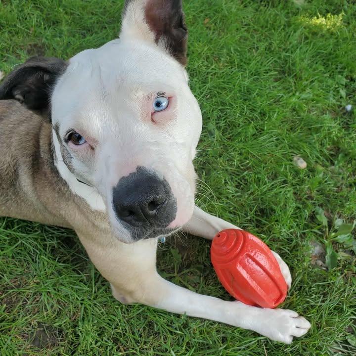 Della, Adoptable, Adult Female Husky & Pit Bull Terrier.