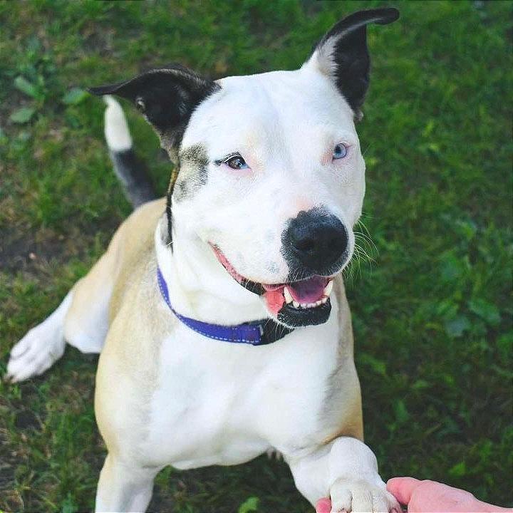 Della, a Adoptable mixed breed in Milan, IL image 2/6