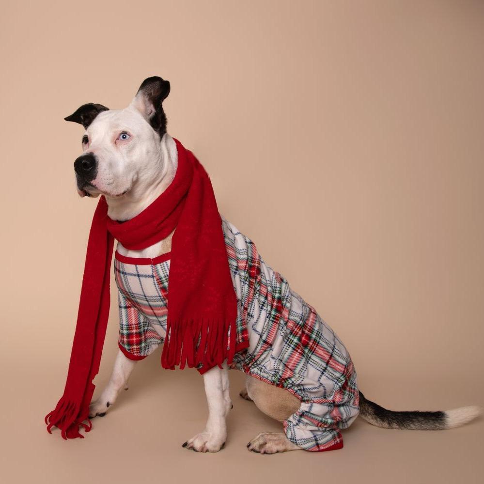 Della, a Adoptable mixed breed in Milan, IL image 3/6