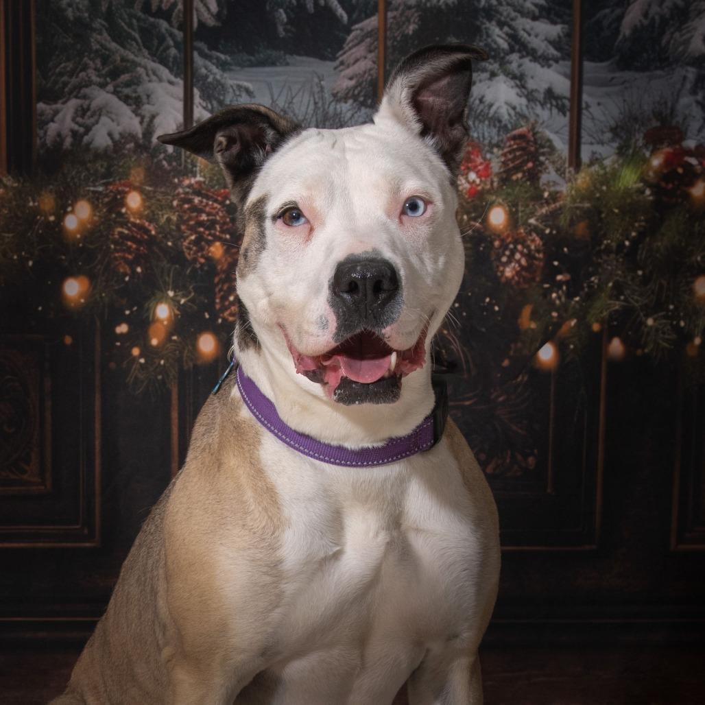 Della, a Adoptable mixed breed in Milan, IL image 4/6