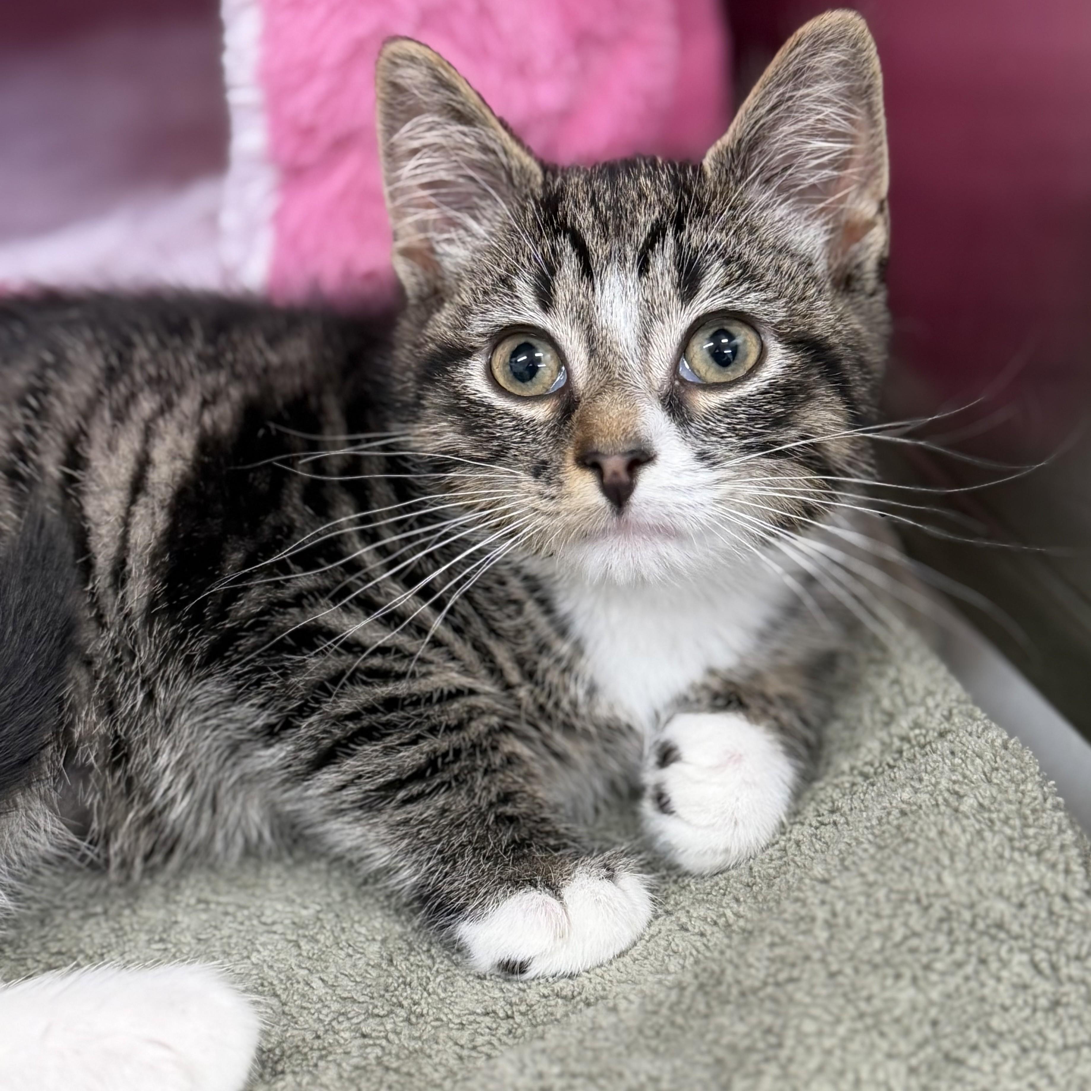 Enlarge Amber - 52914, an adopted Domestic Short Hair in Columbia, MD image 3/4