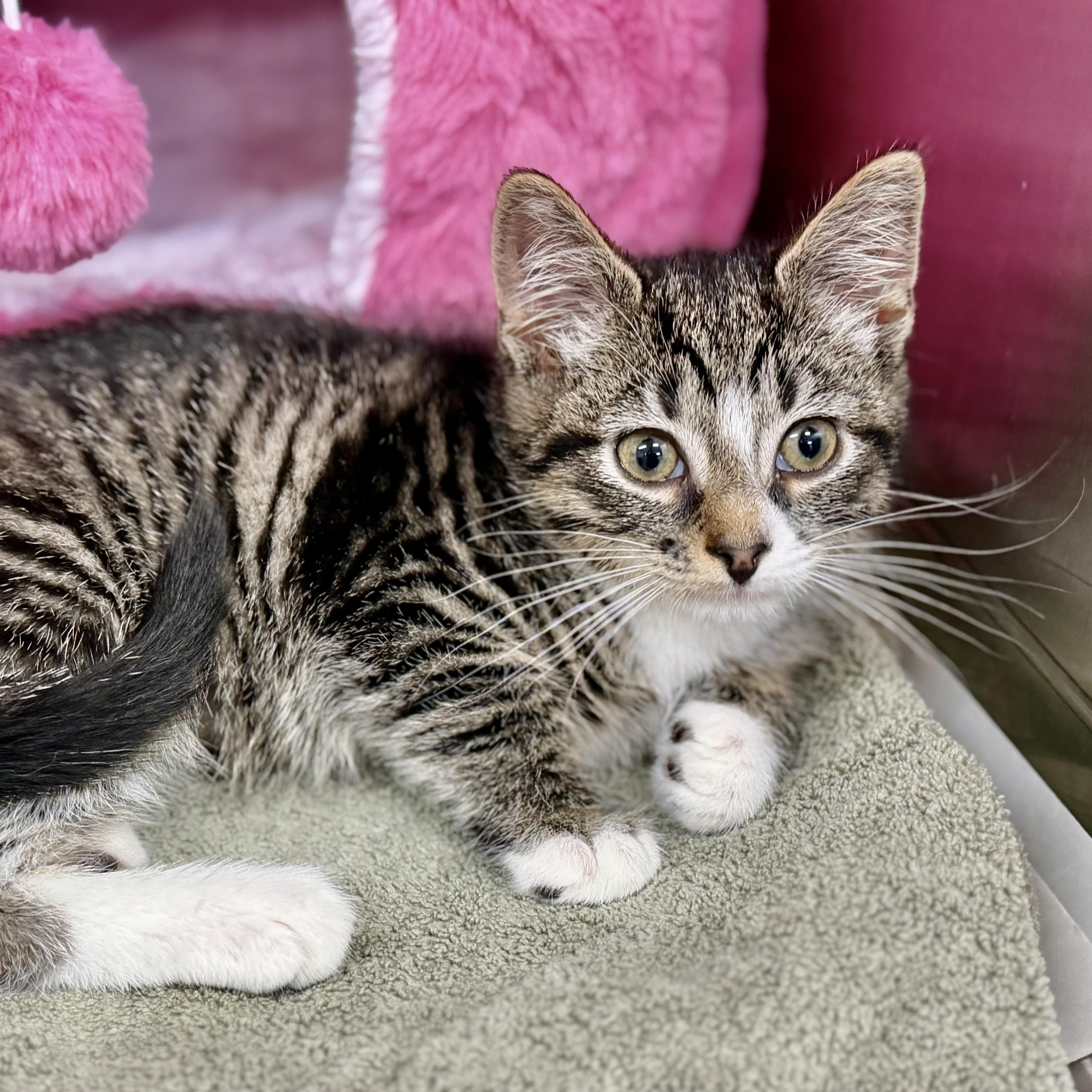 Enlarge Amber - 52914, an adopted Domestic Short Hair in Columbia, MD image 2/4