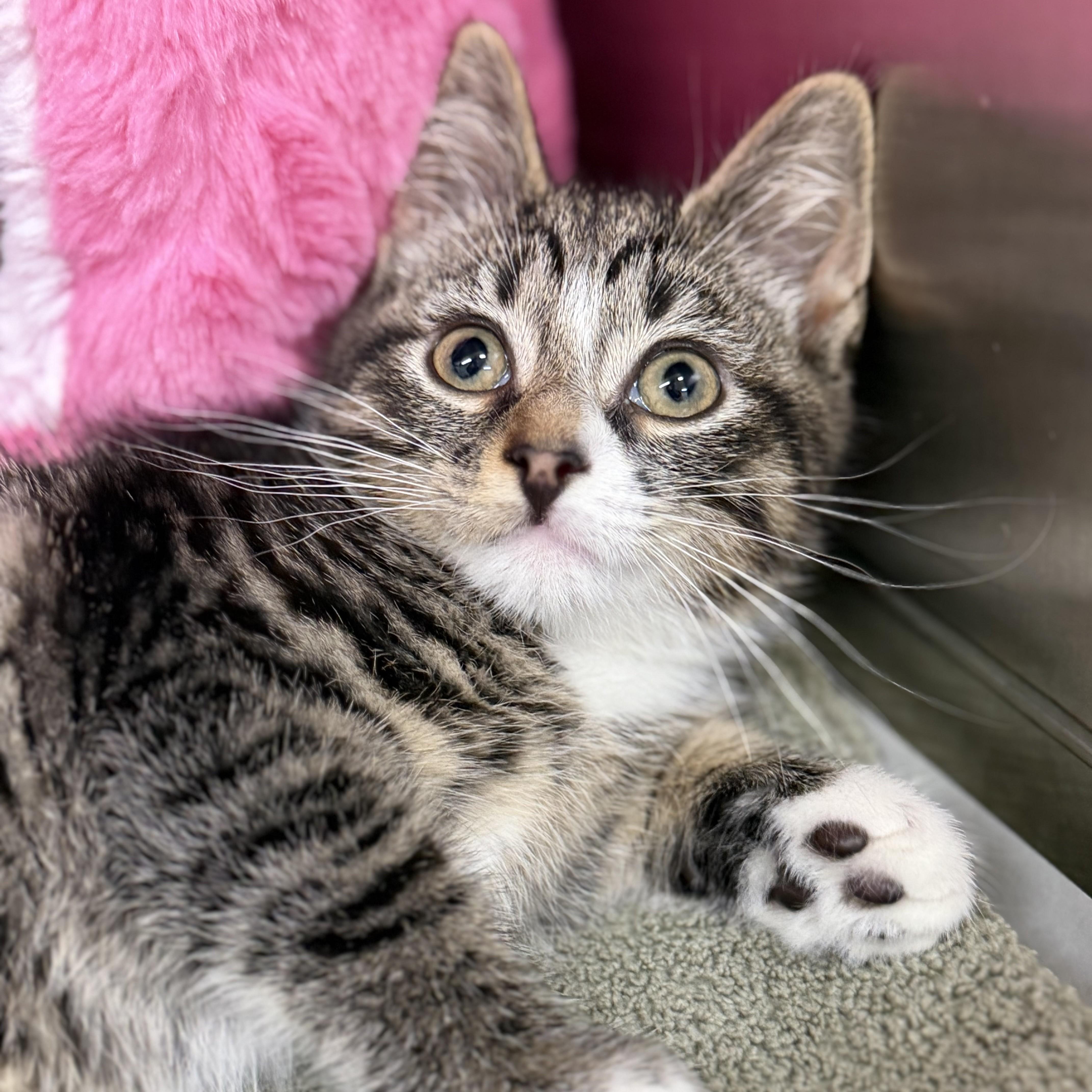 Enlarge Amber - 52914, an adopted Domestic Short Hair in Columbia, MD image 1/4