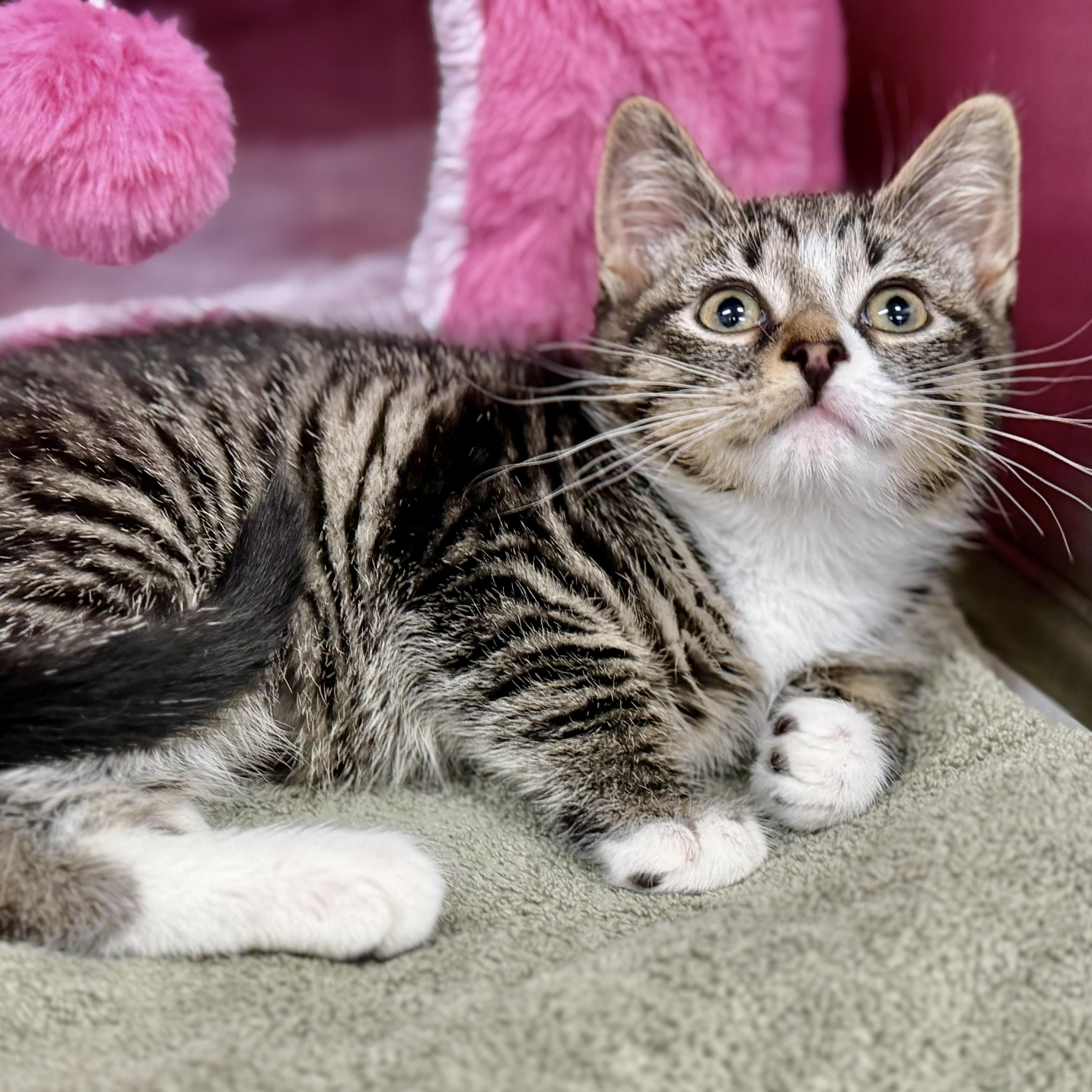 Enlarge Amber - 52914, an adopted Domestic Short Hair in Columbia, MD image 4/4