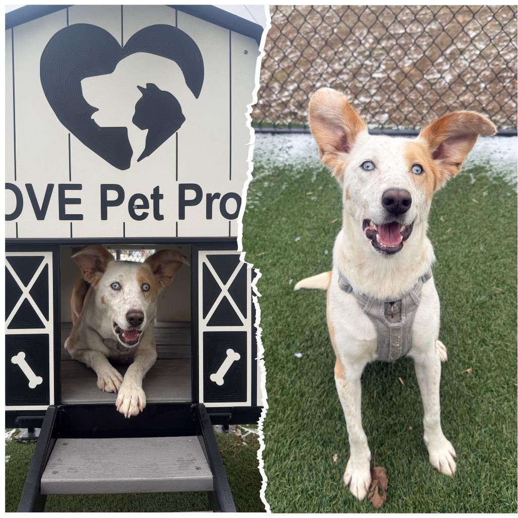 Enlarge Princess Peach, a ADOPTABLE mixed breed in Zionsville, IN image 1/1