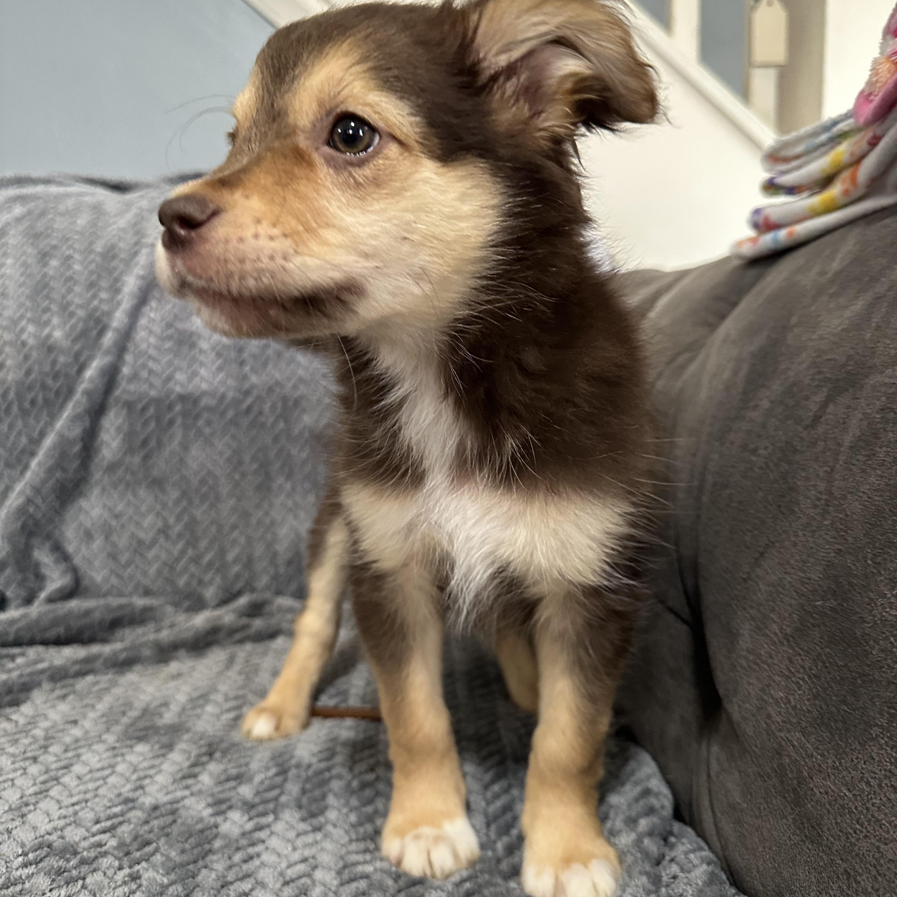 Enlarge Stevie , an adopted mixed breed in Charleston , WV image 2/2