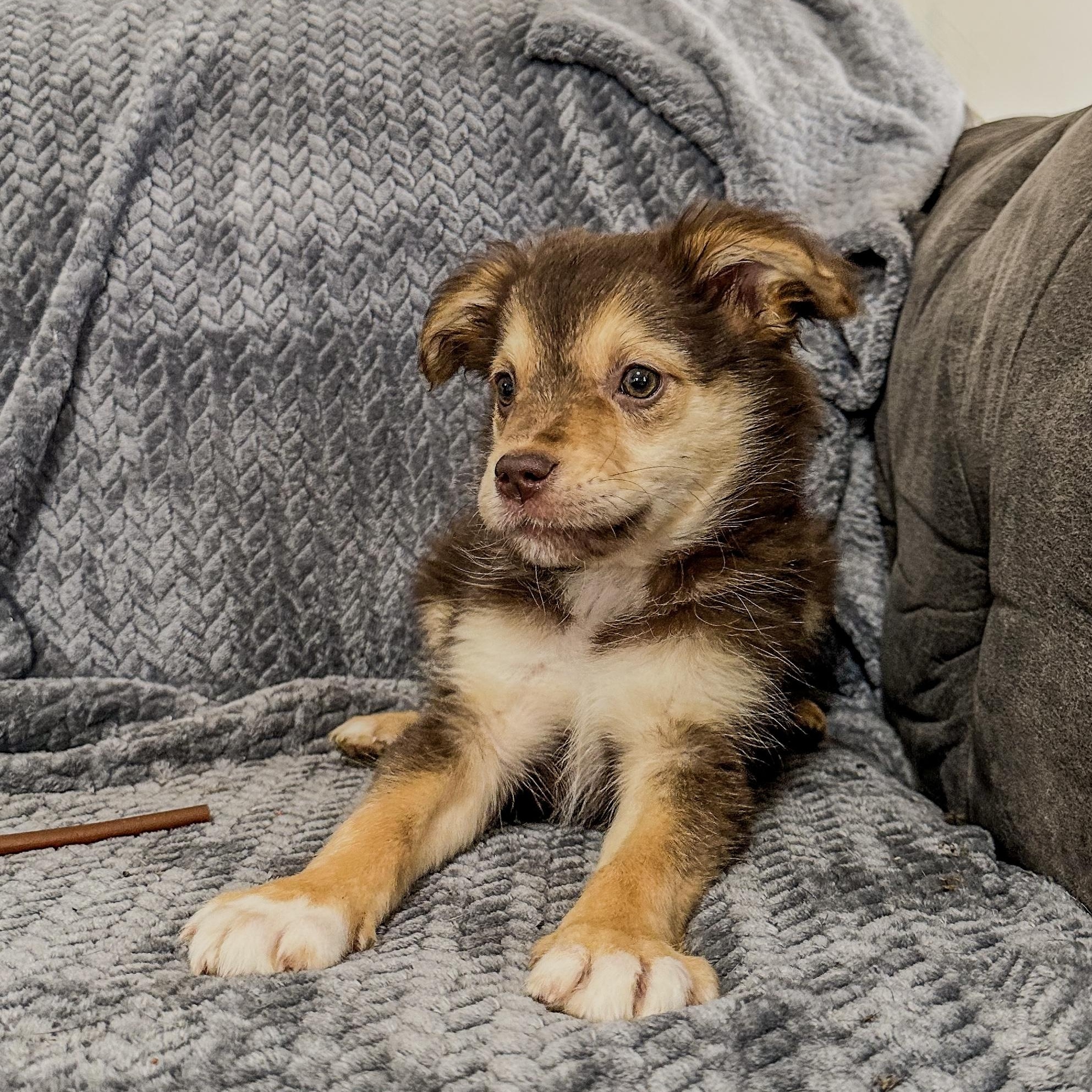 Stevie , adopted, Puppy Female Australian Shepherd.