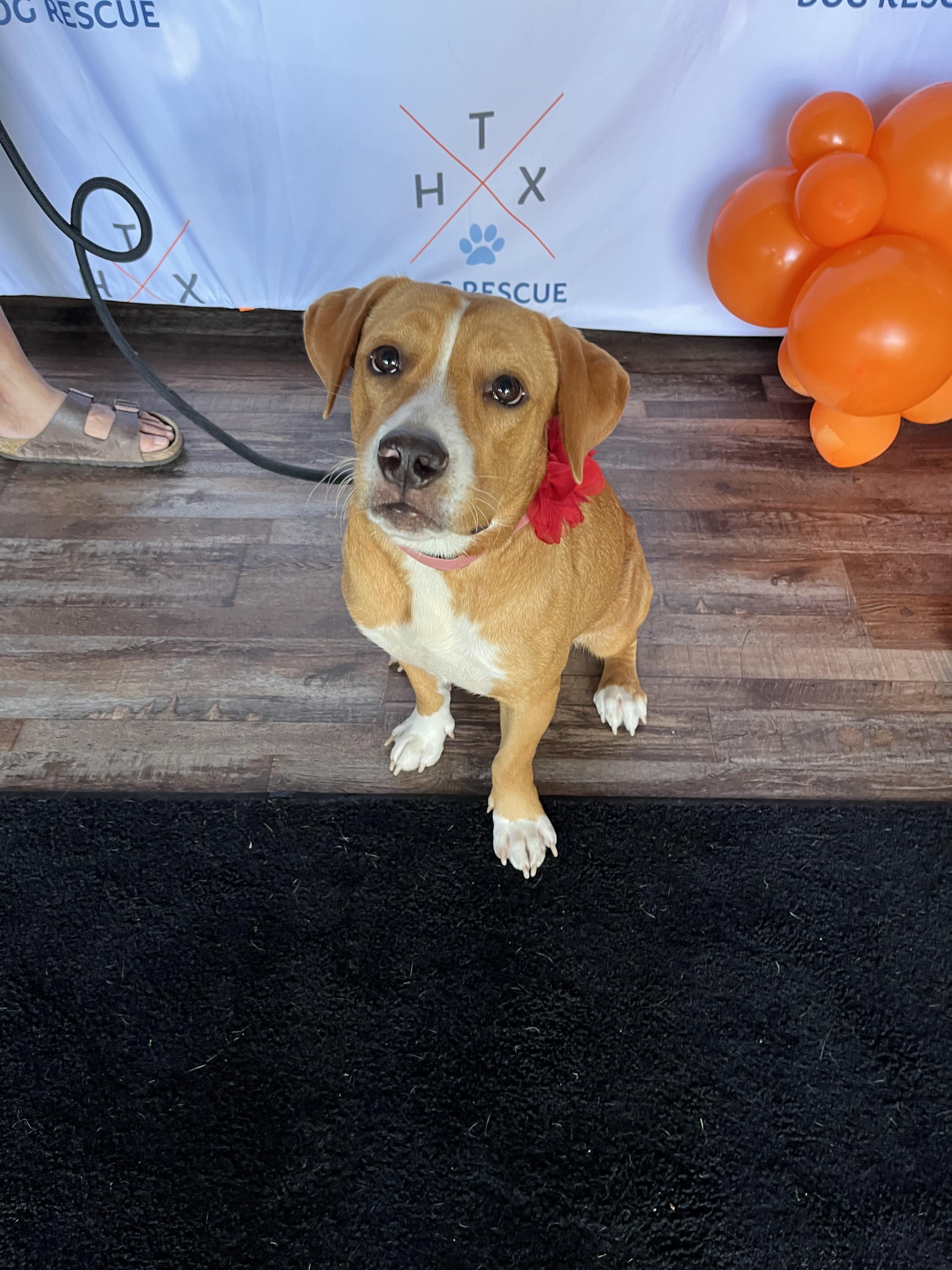 Cookie, Adopted, Young Female Labrador Retriever & Beagle.