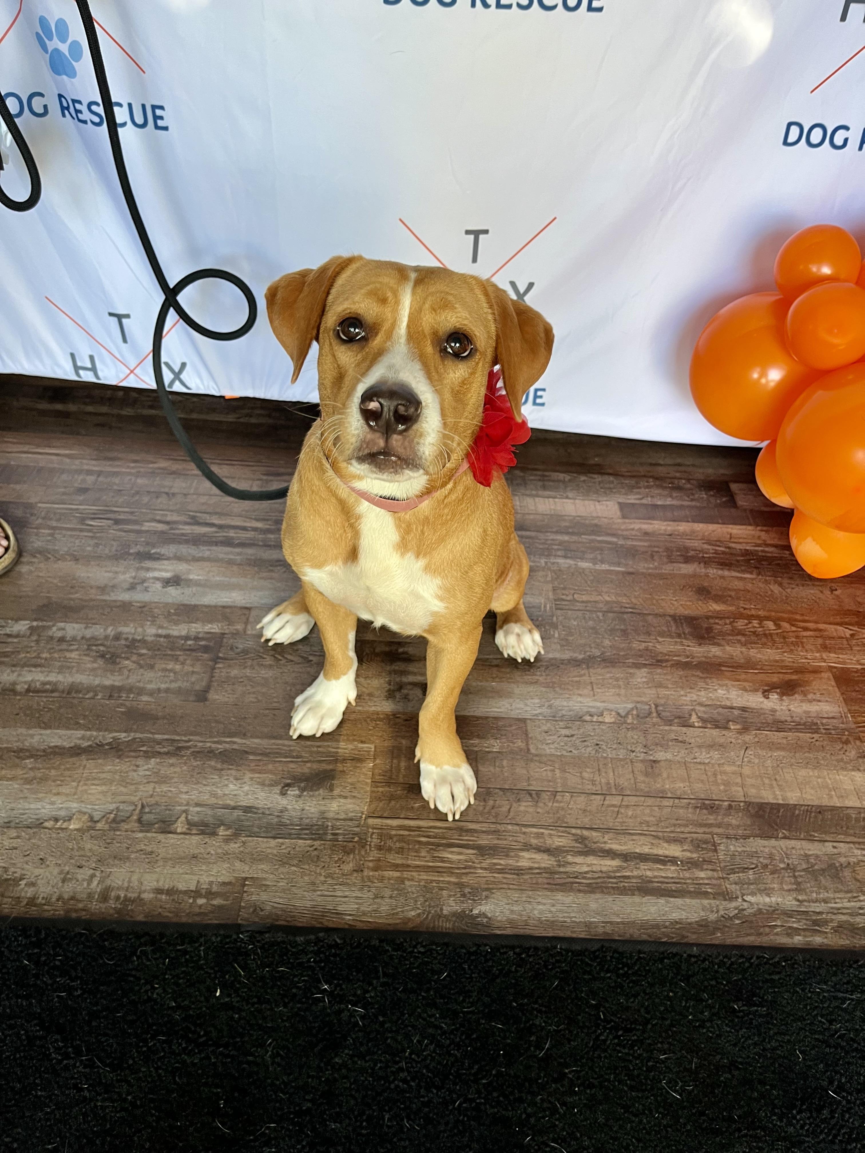 Enlarge Cookie, a Adopted mixed breed in Houston, TX image 4/6