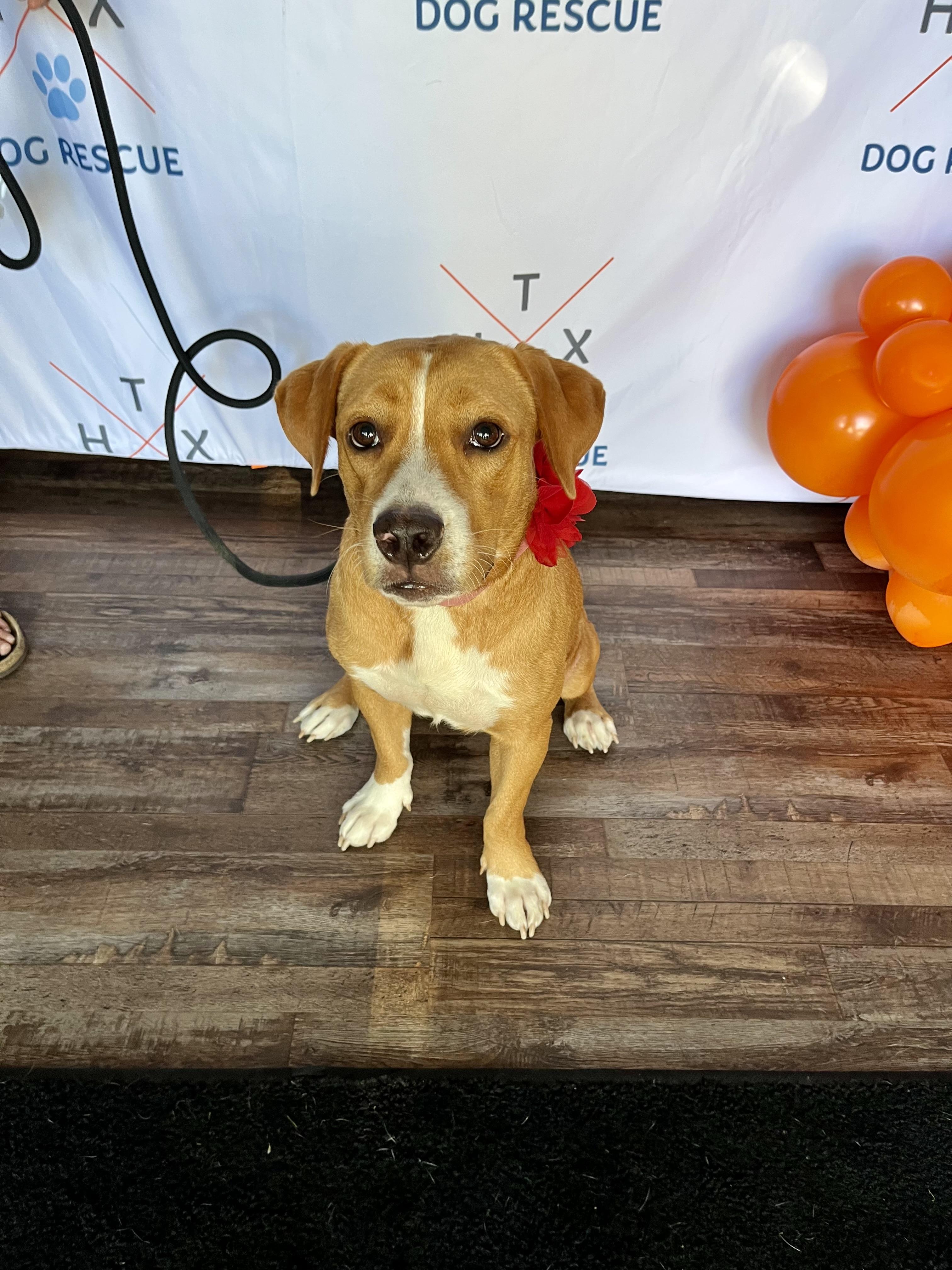 Enlarge Cookie, a Adopted mixed breed in Houston, TX image 5/6