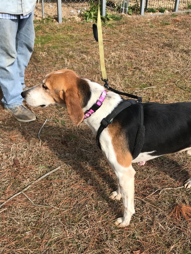 Dallas, a Adoptable Hound in Charles City, VA image 1/6