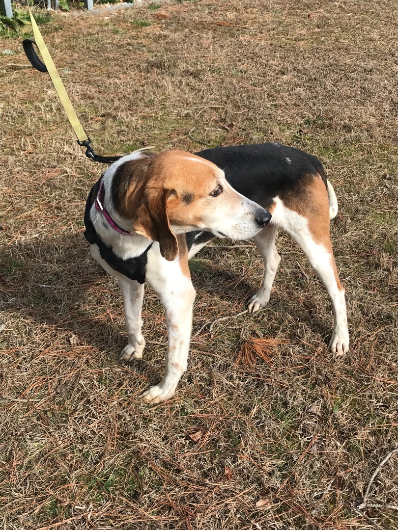 Dallas, Adoptable, Adult Male Hound.