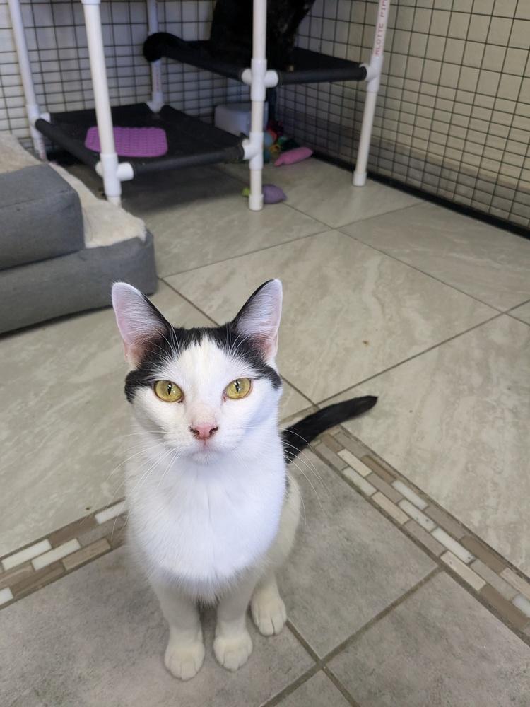 Enlarge Li, a Adoptable Domestic Short Hair in Yuma, AZ image 1/1