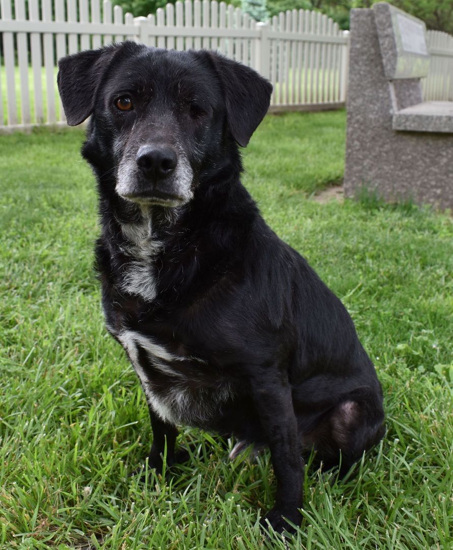 Willie, Adoptable, Adult Male Black Labrador Retriever.