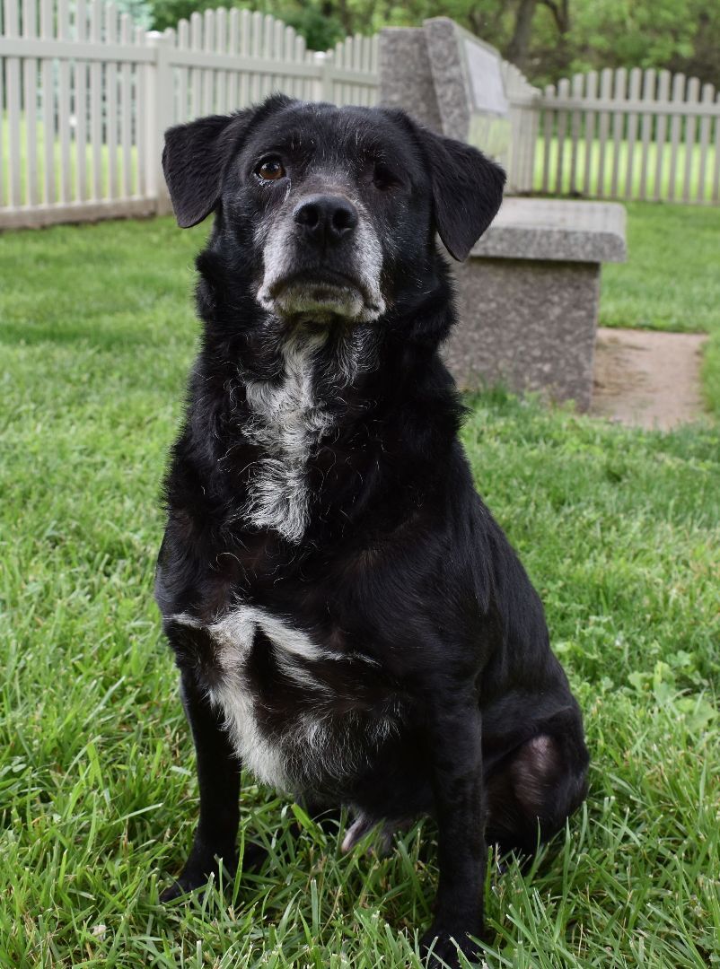 Enlarge Willie, a Adoptable mixed breed in Auburn, NE image 2/4