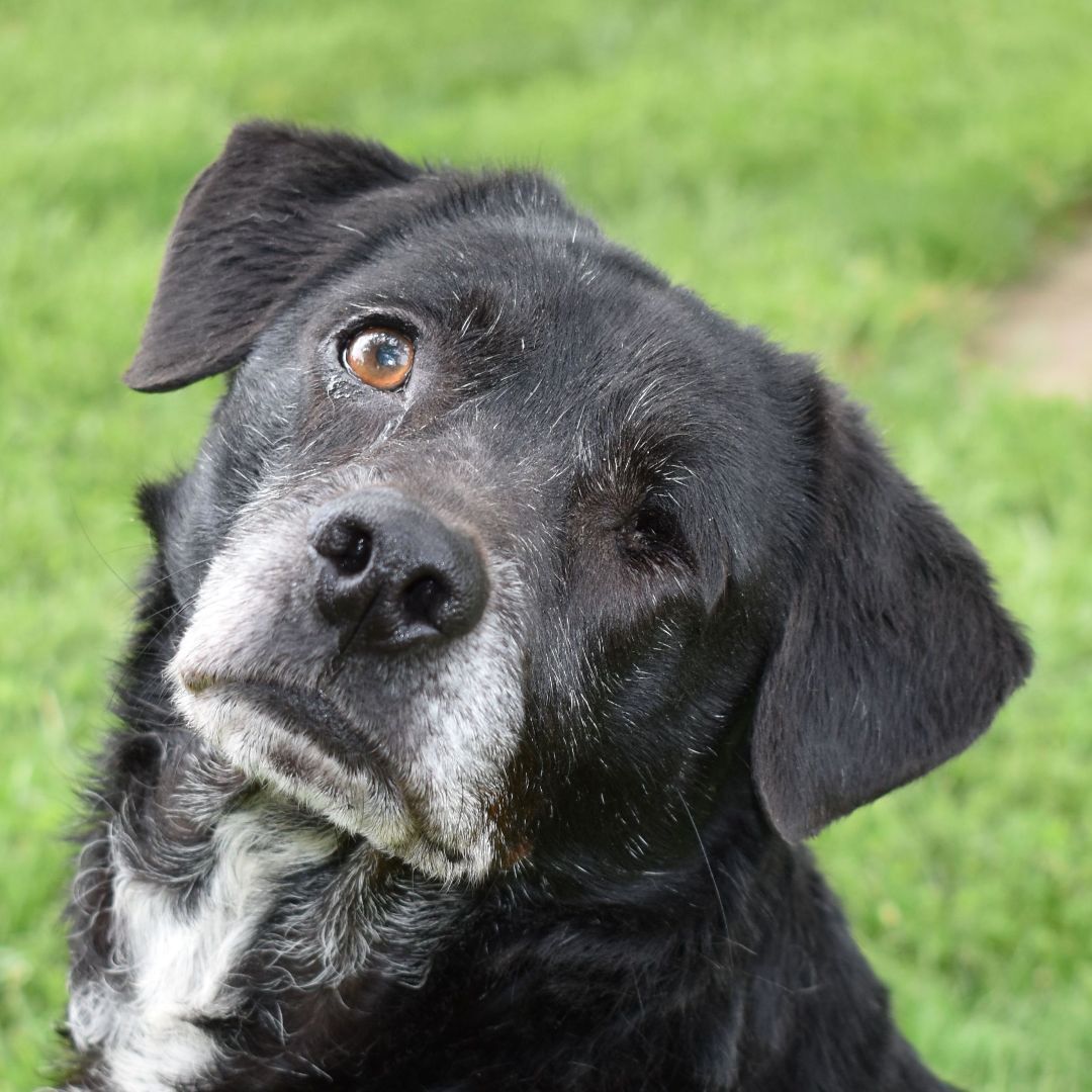 Enlarge Willie, a Adoptable mixed breed in Auburn, NE image 3/4