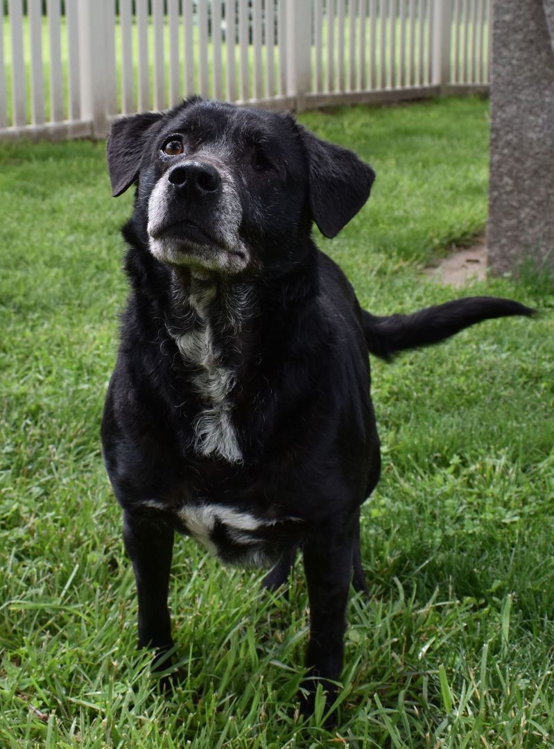 Enlarge Willie, a Adoptable mixed breed in Auburn, NE image 4/4