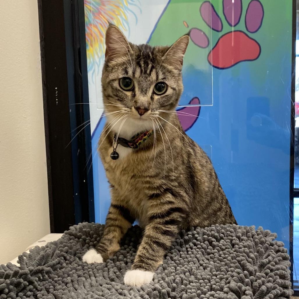 Selen, Adoptable, Adult Female Domestic Short Hair.