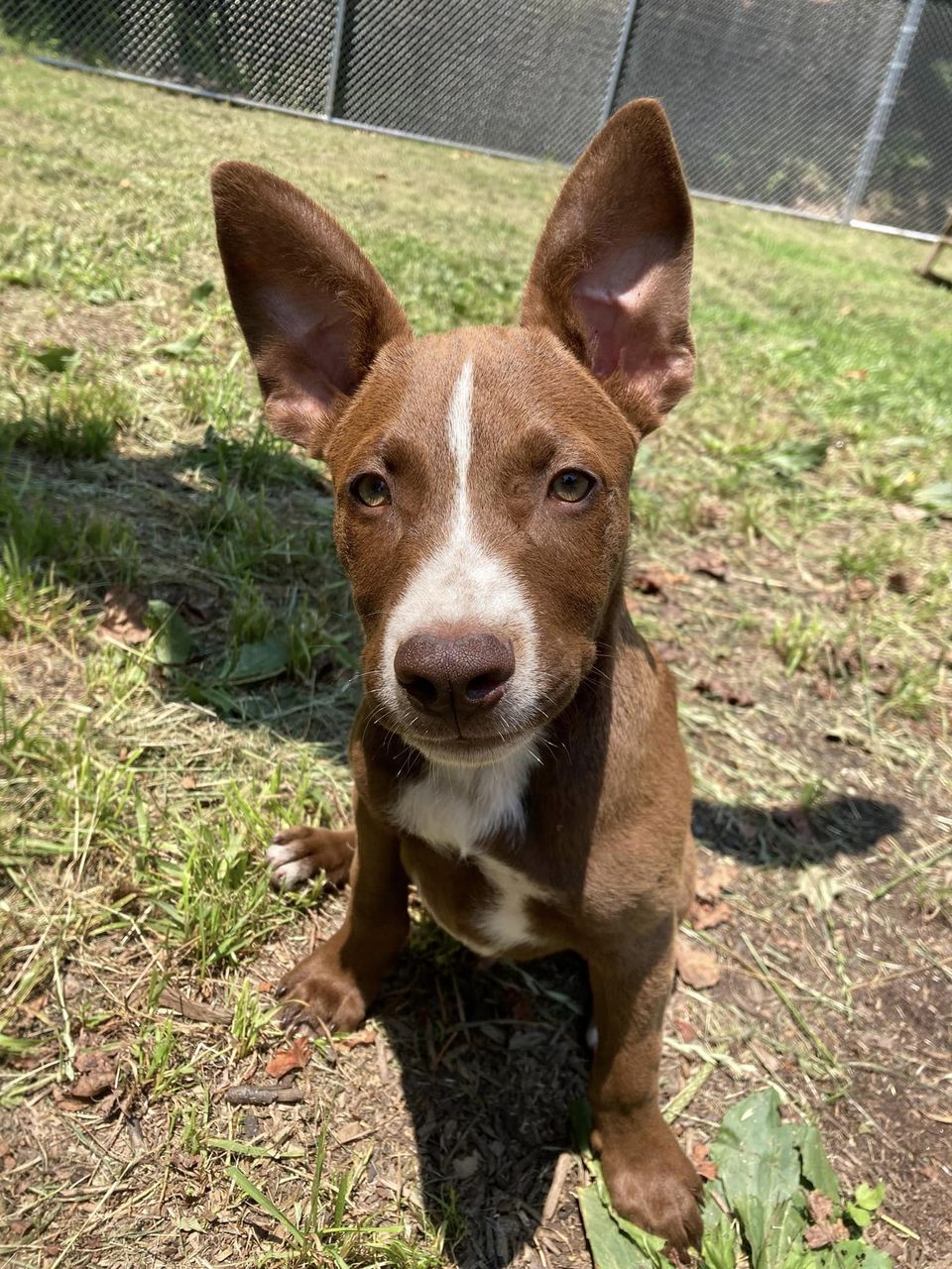 Coco, Adopted, Puppy Male Mixed Breed & Australian Cattle Dog / Blue Heeler.