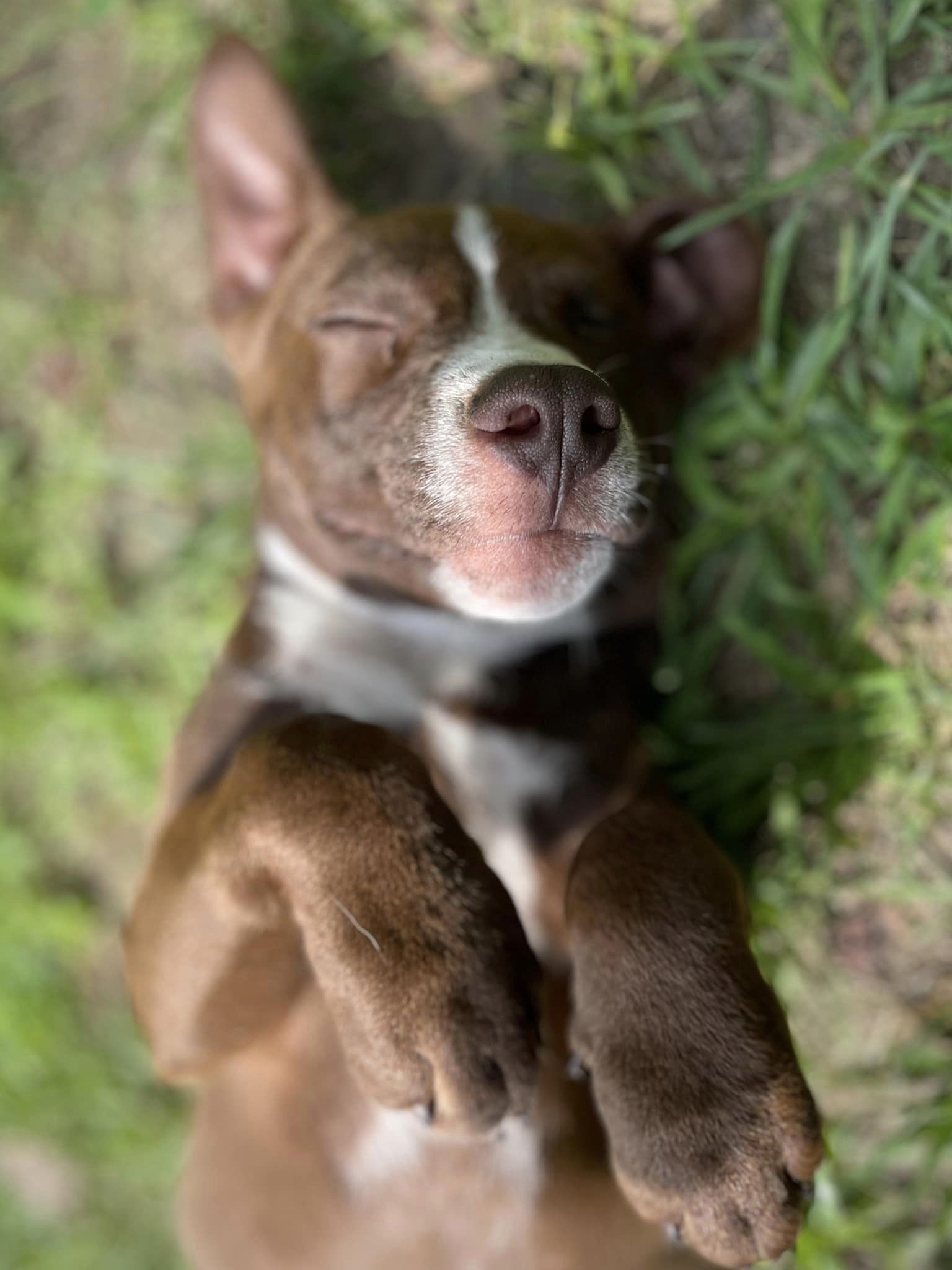 Enlarge Coco, a Adopted mixed breed in Floyd, VA image 3/5