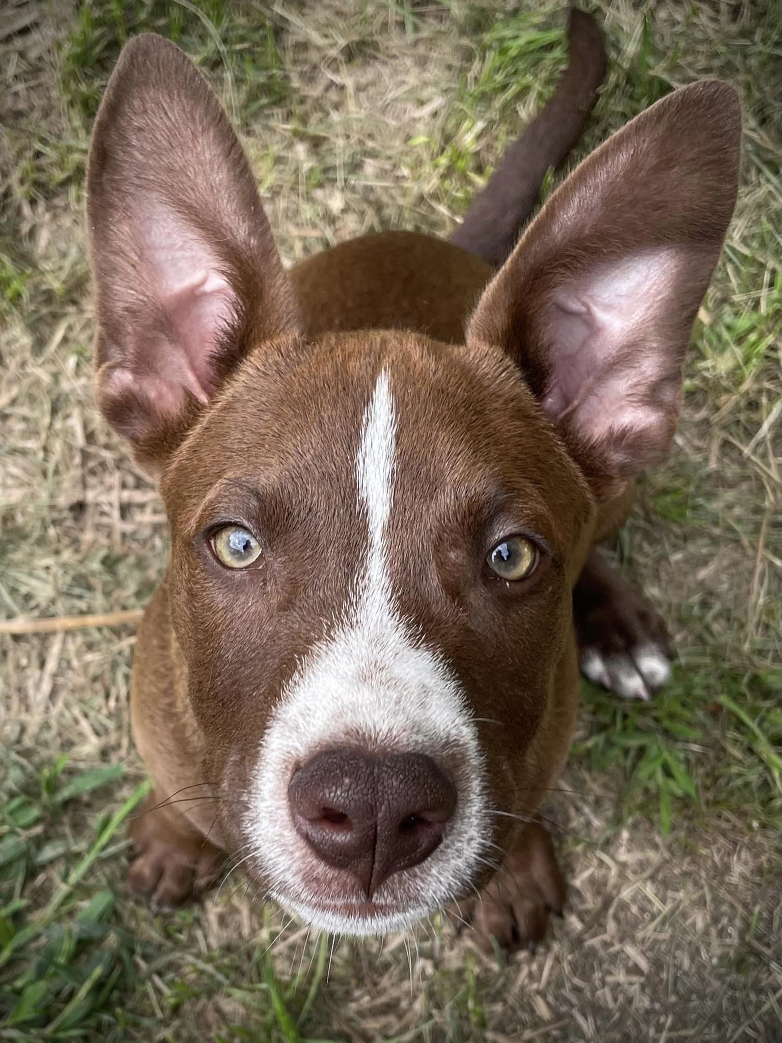 Enlarge Coco, a Adopted mixed breed in Floyd, VA image 5/5