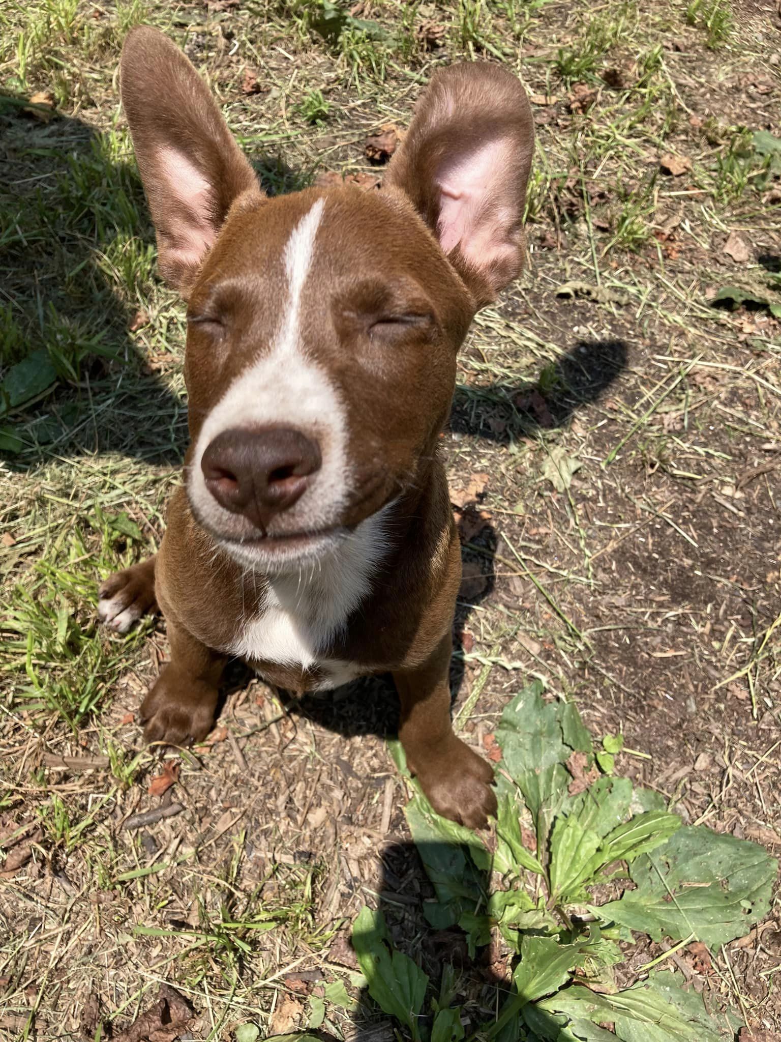 Enlarge Coco, a Adopted mixed breed in Floyd, VA image 4/5
