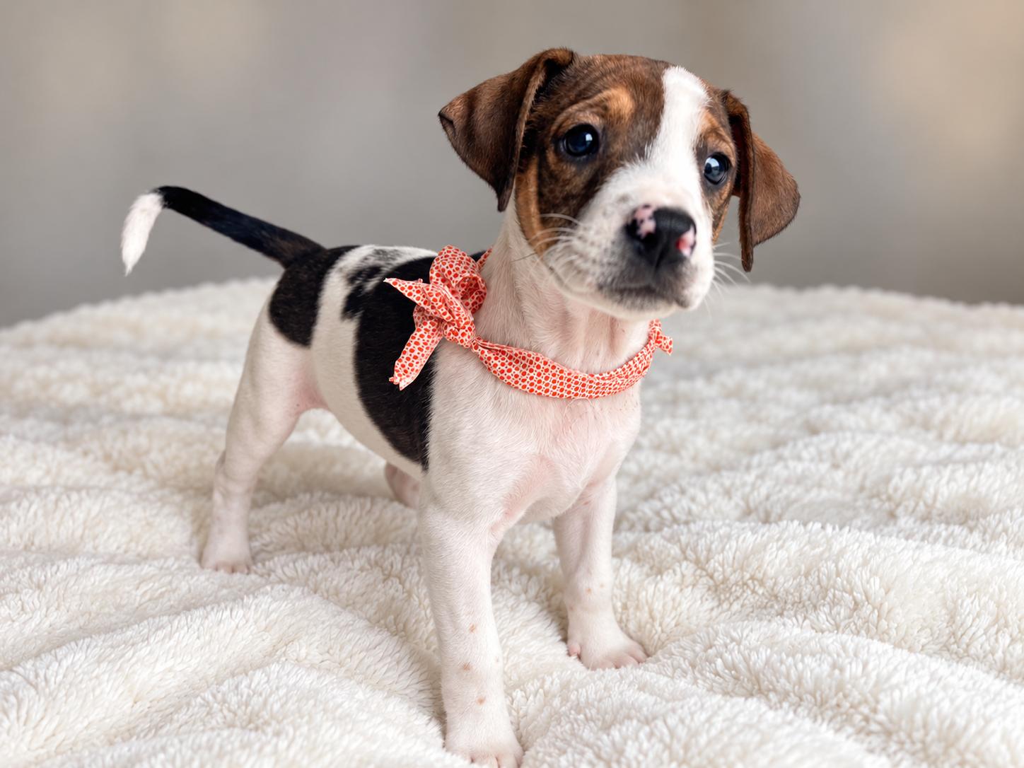 Enlarge Sassy, a Adoptable mixed breed in Jacksonville, FL image 1/5