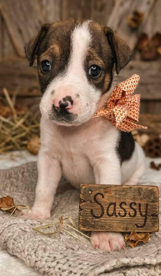 Enlarge Sassy, a Adoptable mixed breed in Jacksonville, FL image 2/4