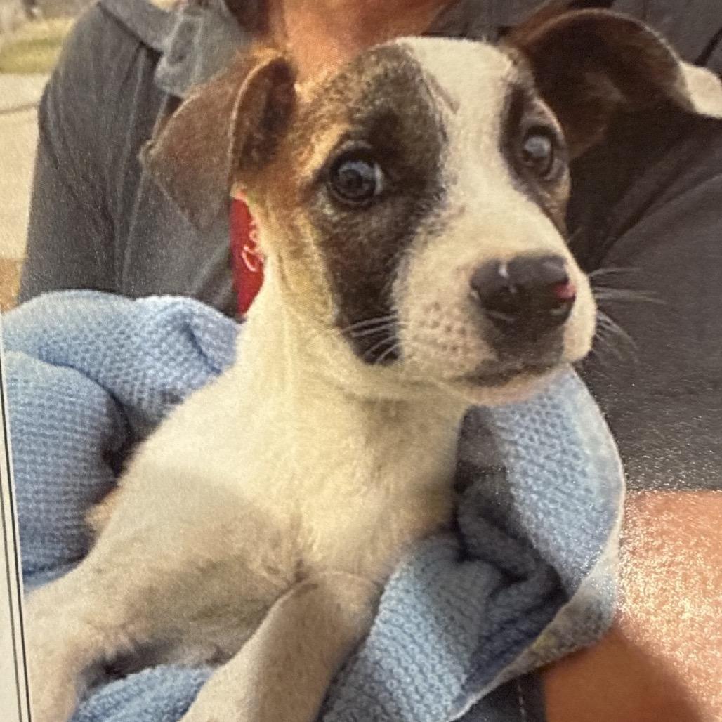 Emmett — thumbnail 3