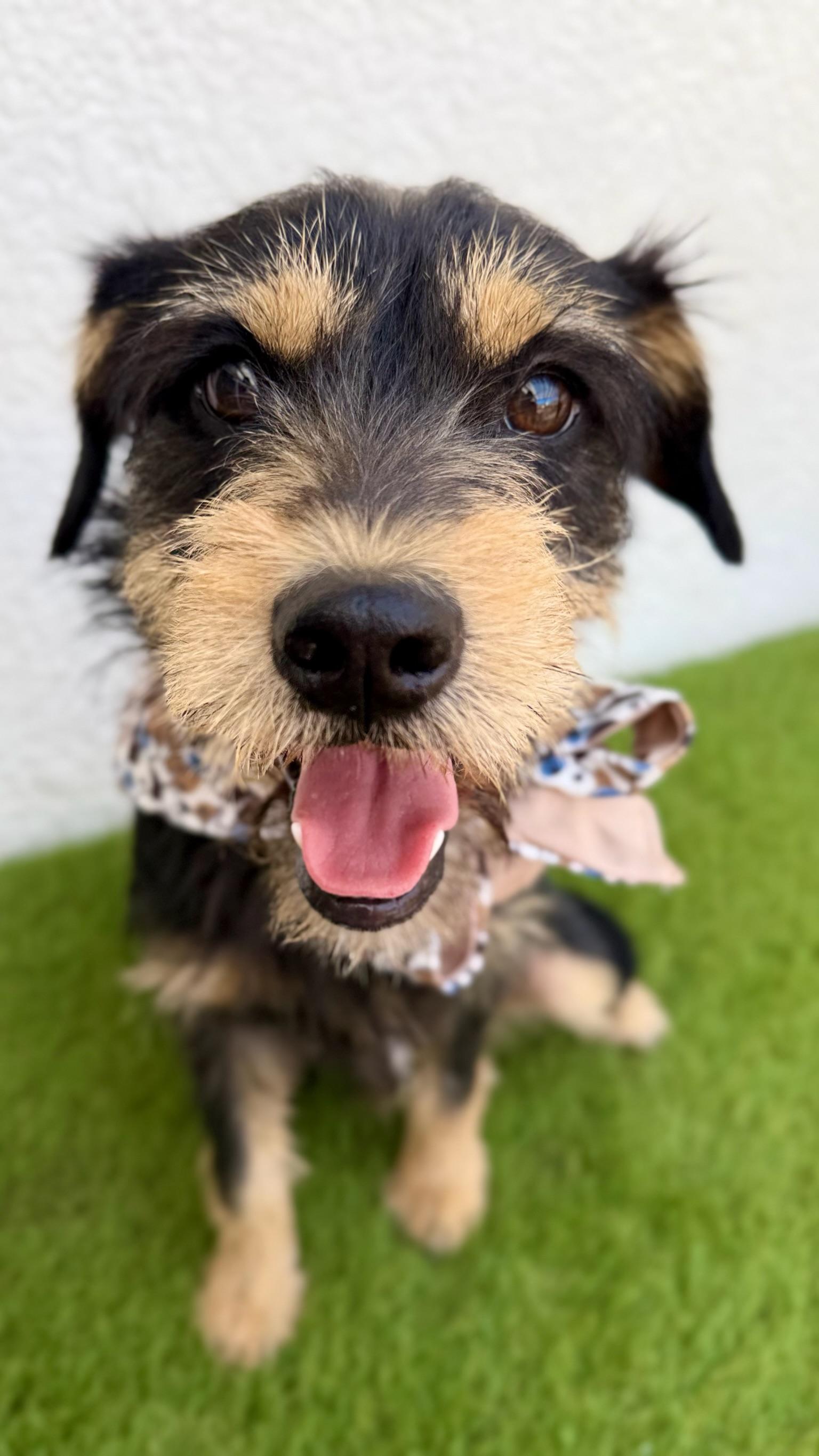 Enlarge ZORRO, an adopted mixed breed in La Jolla, CA image 5/6