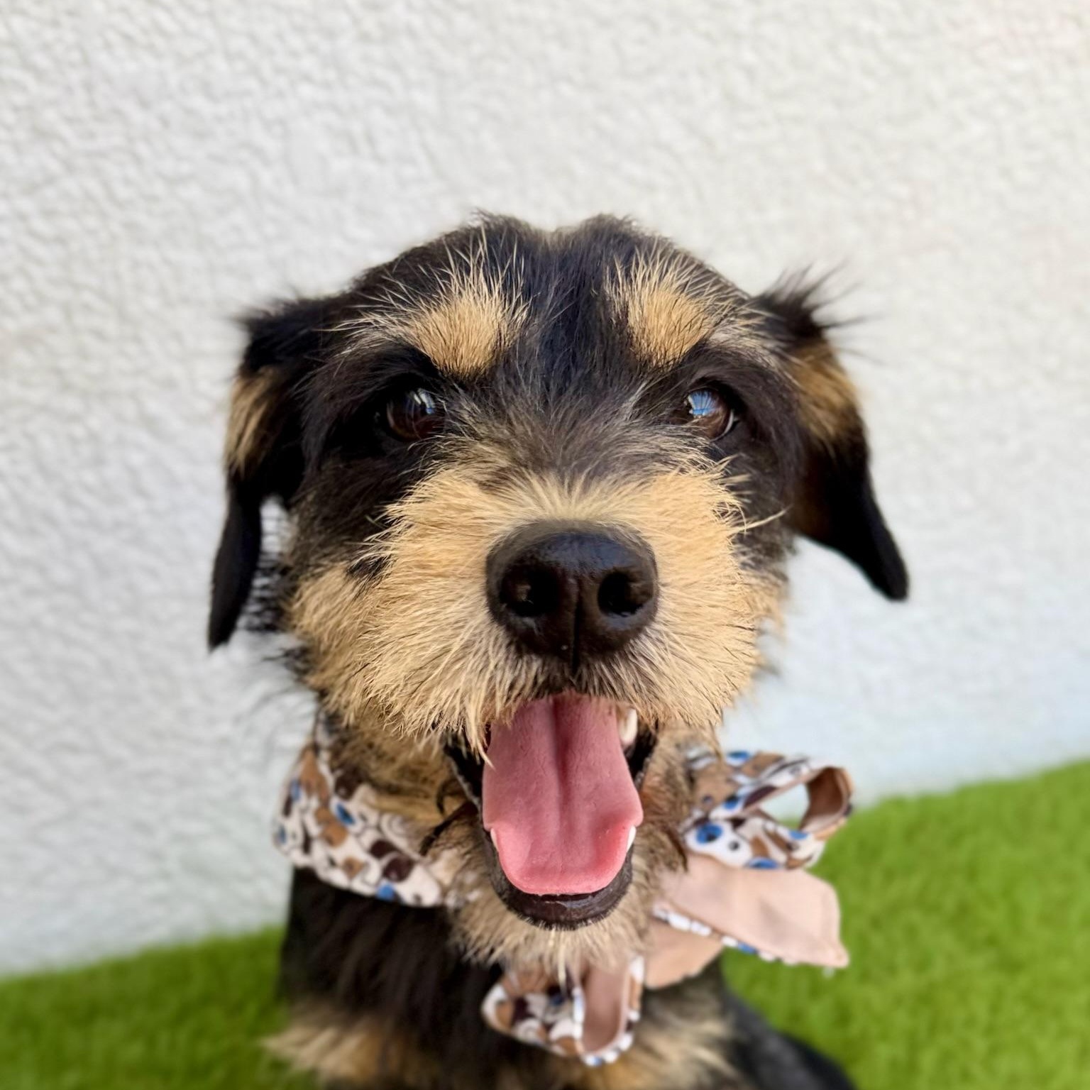 ZORRO, adopted, Young Male Miniature Schnauzer.