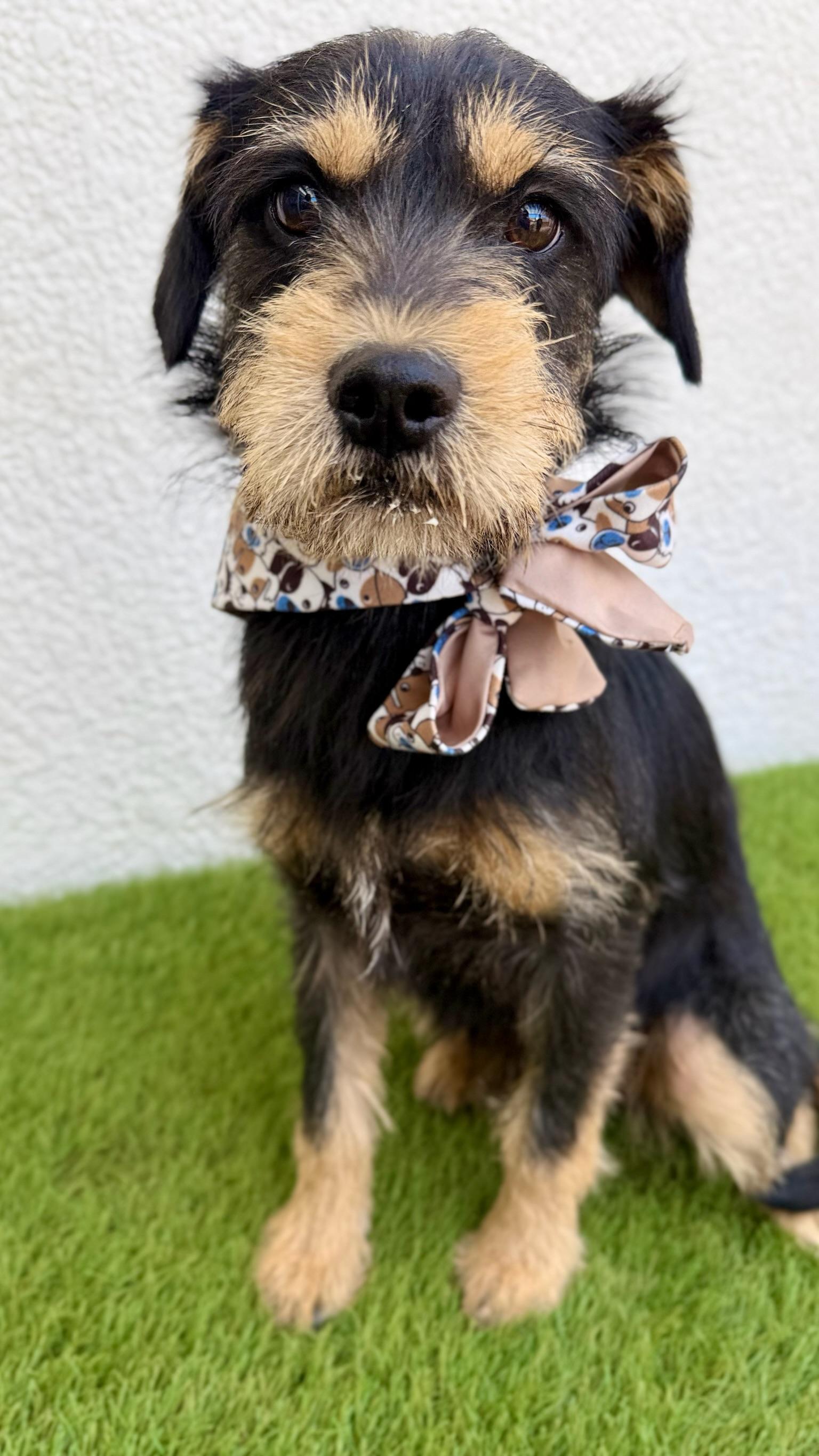 Enlarge ZORRO, an adopted mixed breed in La Jolla, CA image 6/6