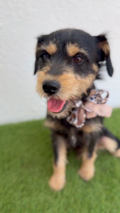 Enlarge ZORRO, an adopted mixed breed in La Jolla, CA video 4/6