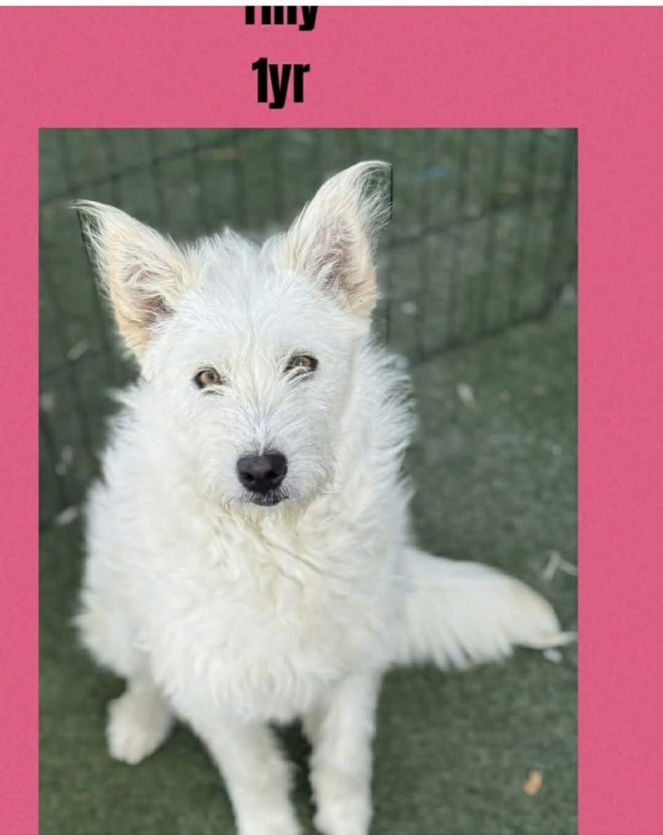 Enlarge Tilly , a ADOPTABLE mixed breed in Joliet, IL image 2/2