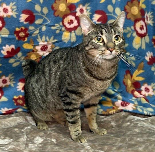 Enlarge 251310  Josh, a Adopted Domestic Short Hair in Wetumpka, AL image 1/3