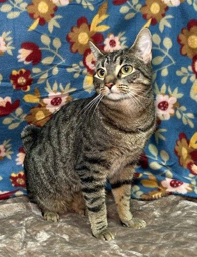 Enlarge 251310  Josh, a Adopted Domestic Short Hair in Wetumpka, AL image 2/3