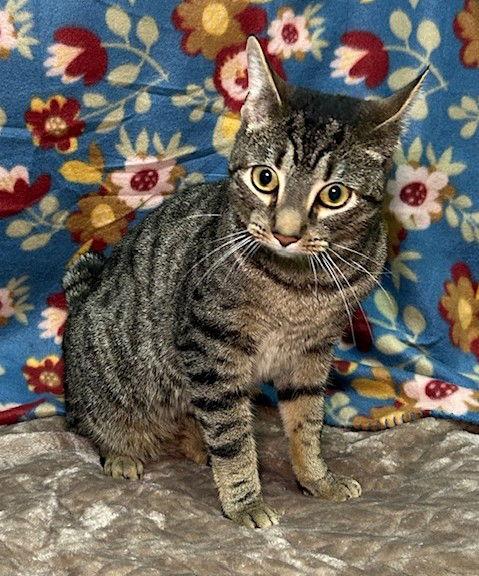 Enlarge 251310  Josh, a Adopted Domestic Short Hair in Wetumpka, AL image 3/3