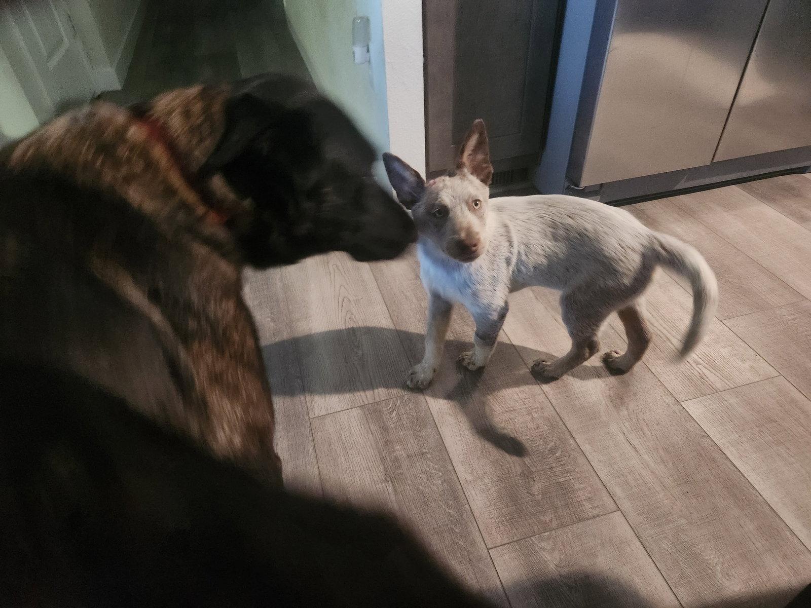 Brownie, Adopted, Puppy Male Australian Cattle Dog / Blue Heeler.