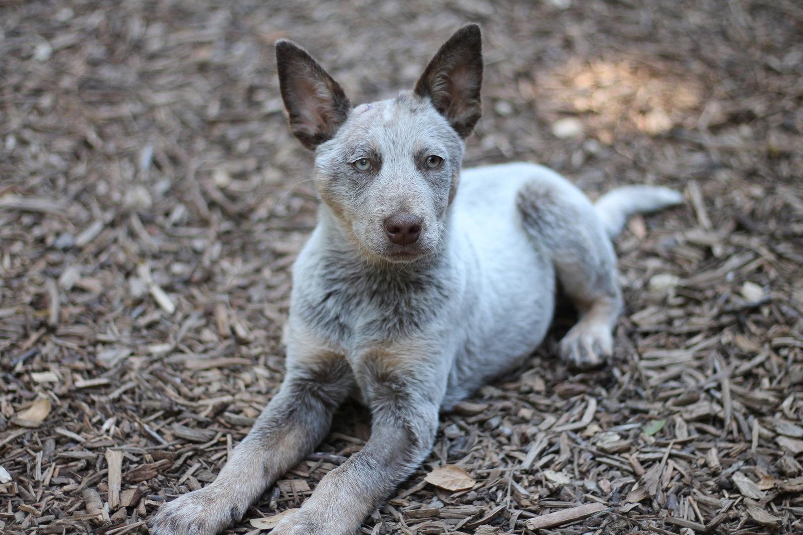 Enlarge Brownie, a Adopted Australian Cattle Dog / Blue Heeler in Paso Robles, CA image 2/3