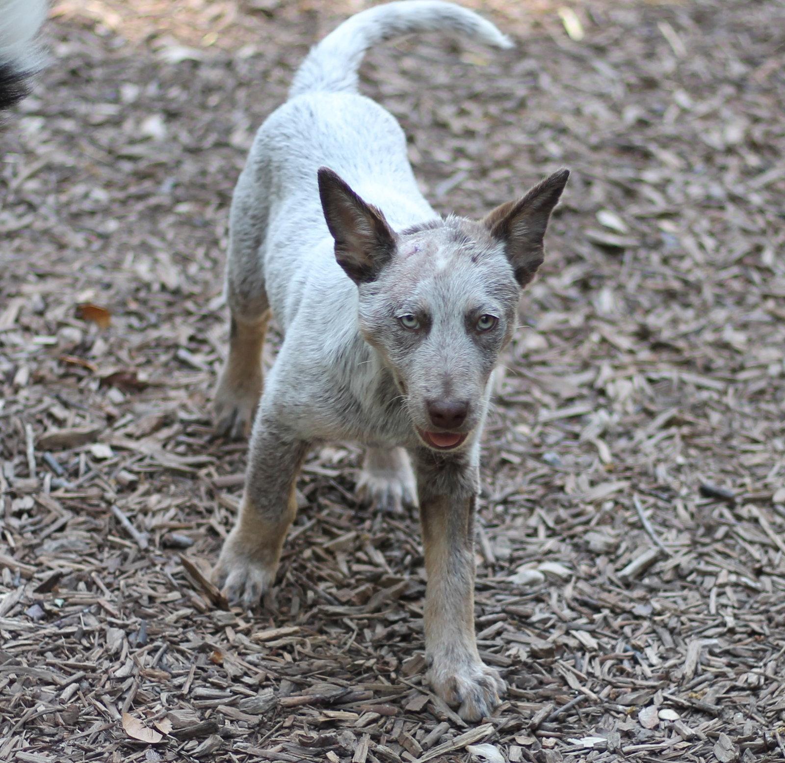 Enlarge Brownie, a Adopted Australian Cattle Dog / Blue Heeler in Paso Robles, CA image 3/3