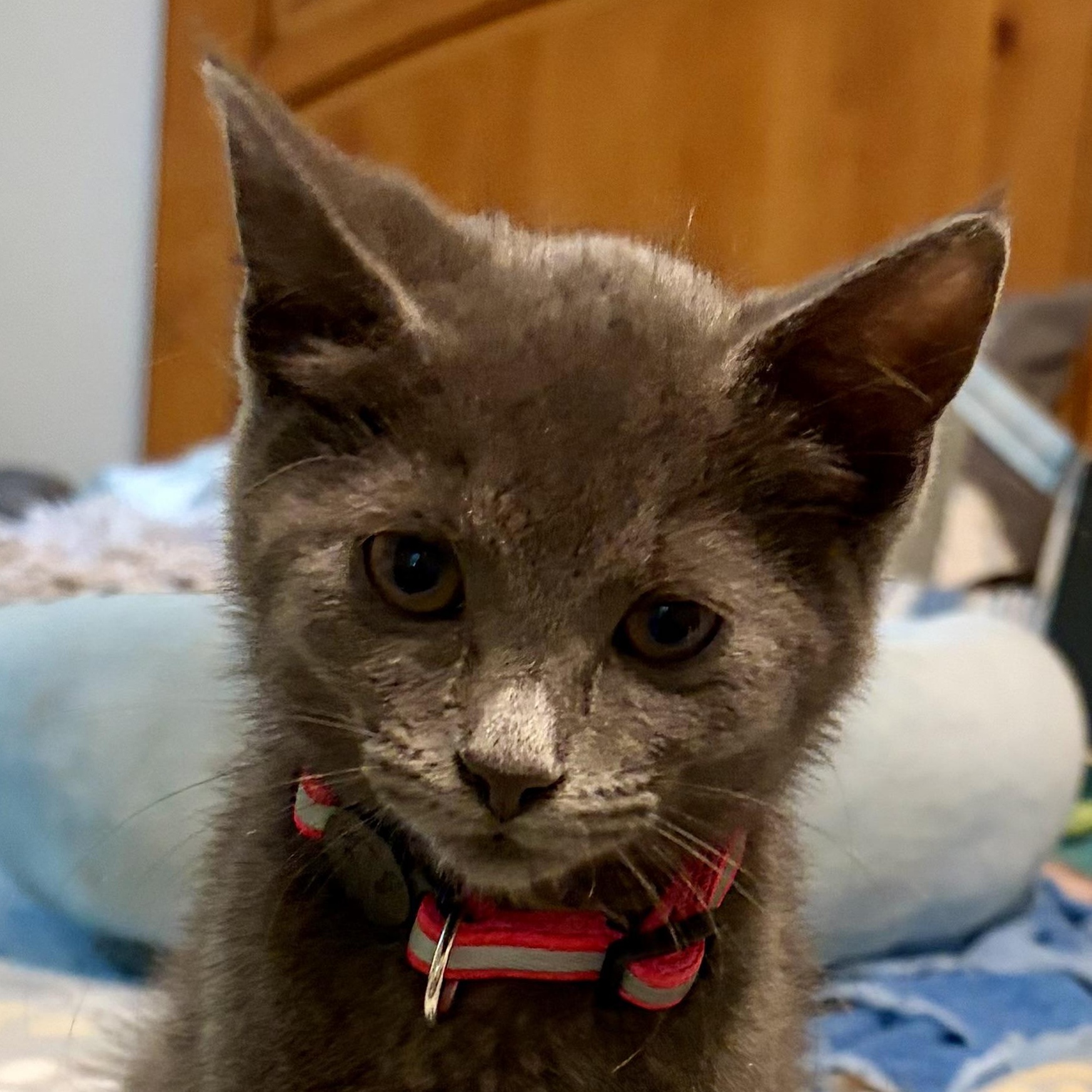 Pebble, an adopted Domestic Short Hair in Houghton Lake, MI image 1/4